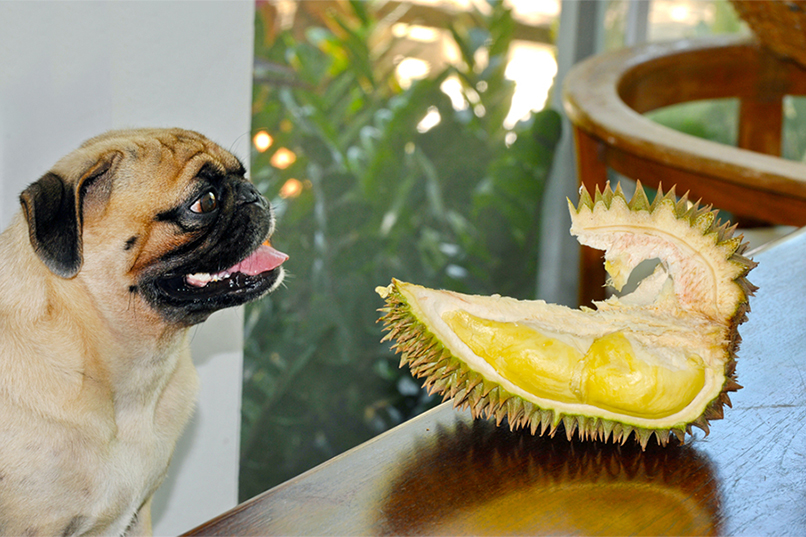 Dog stare at durian